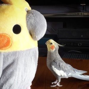 Meet your Posher, Nick